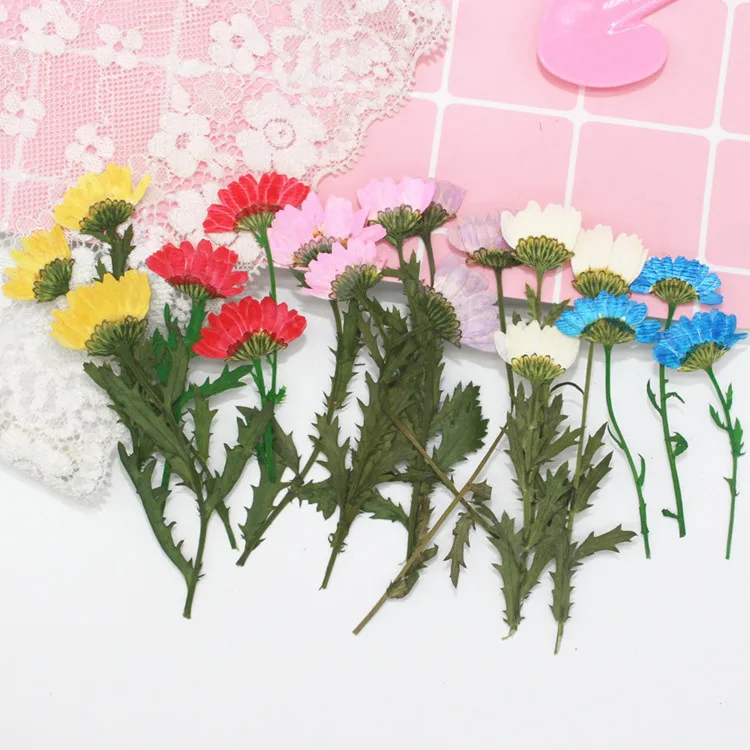 12 бр Кристален хризантема Сушена цвете релеф пресовани цветя капково калъф за телефон апликация живопис на цветя материал
