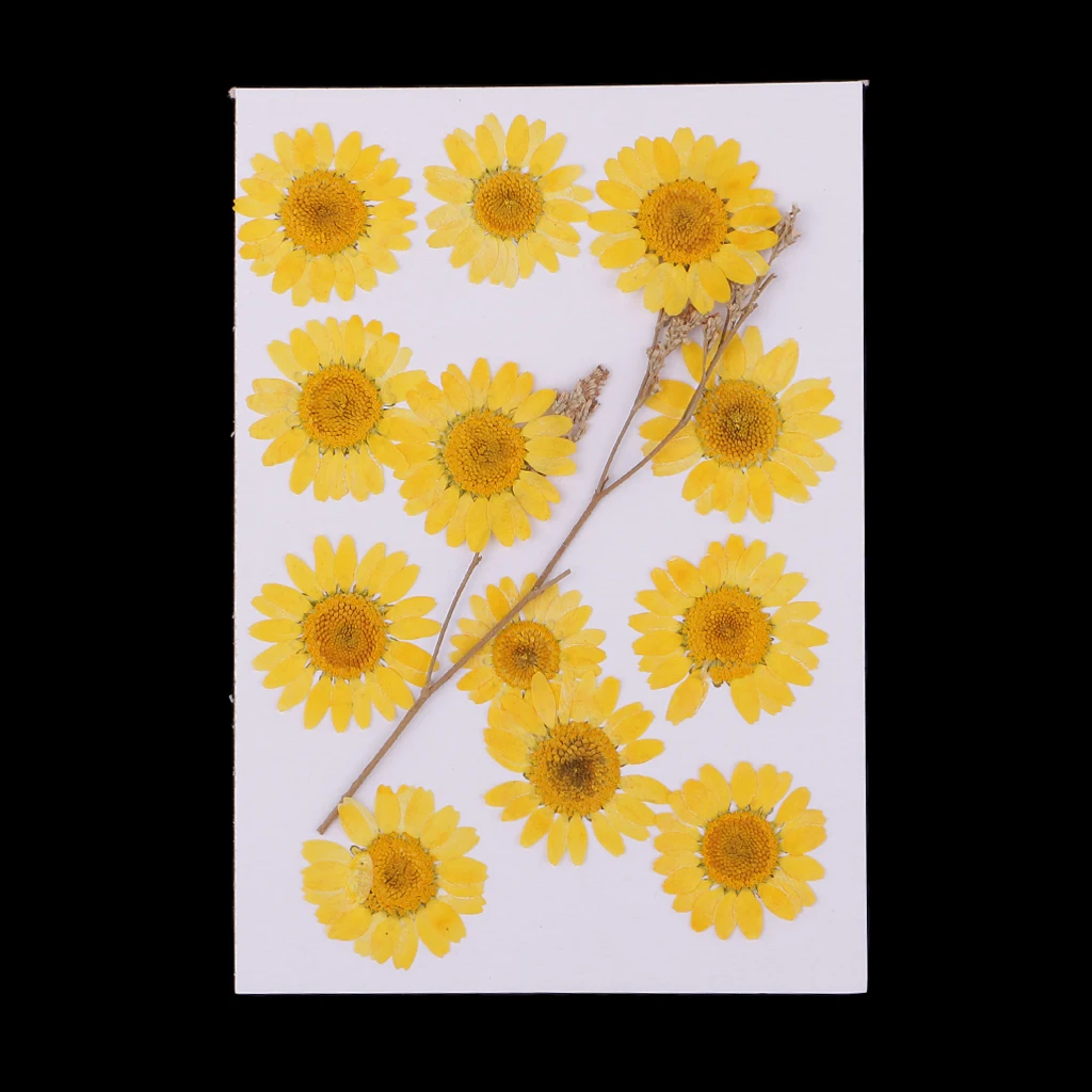 12x Пресовани Естествени Сухи Цветя Хризантеми За Производство на пощенски Картички в стил Scrapbooking