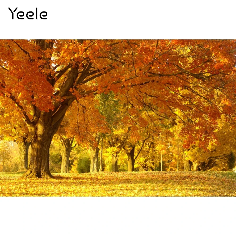 Йейл Есента Гората Парк Градина Дърво Паднали Листа Снимката На Фон На Природни Пейзажи Фон За Снимки Vinyl Сцена Фотосесия